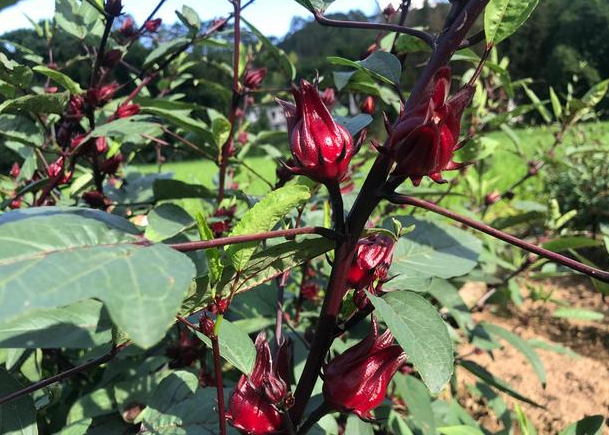 洛神花适合什么地方种植