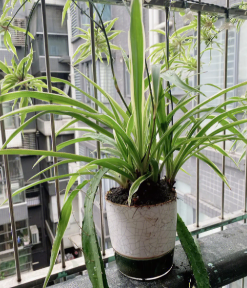 适合室内的花卉