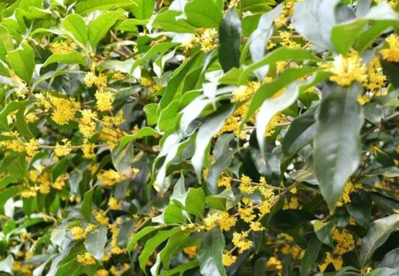 桂花树冬天浇水吗