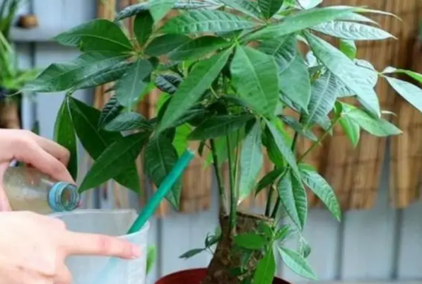 发财树一个月浇一次水可以吗