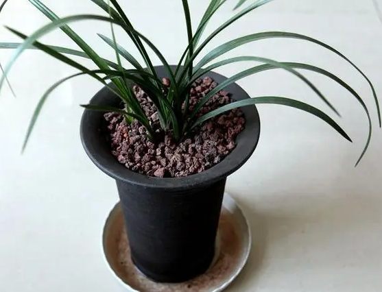 兰花专用土怎样才能浇透