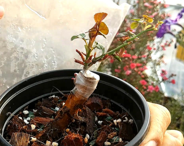 月季怎么嫁接多种花