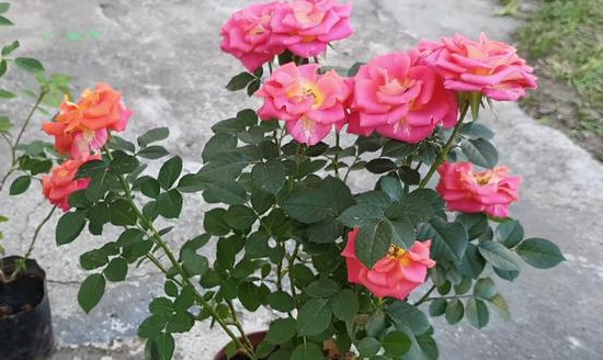 玫瑰花施肥太多