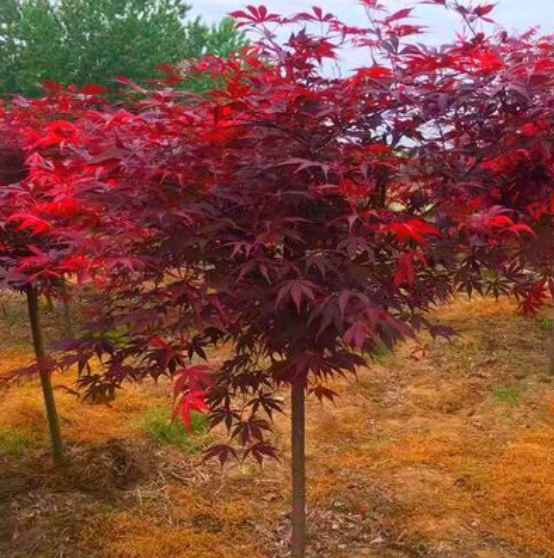 红枫树哪个品种最红