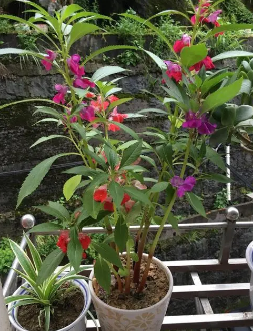 凤仙花盆栽养殖方法