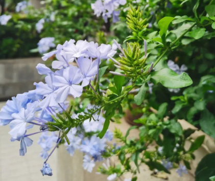 养蓝雪花的最佳时间