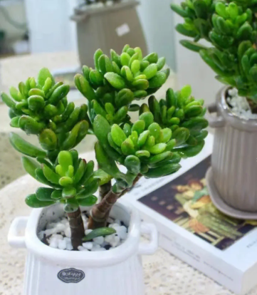 筒叶花月叶子上有白点