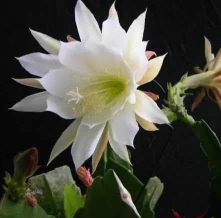 令箭荷花小苗几年开花