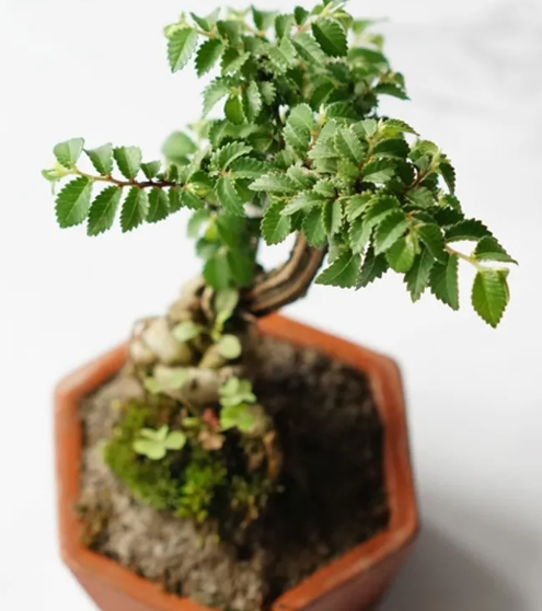 小叶南榆树盆景怎么养