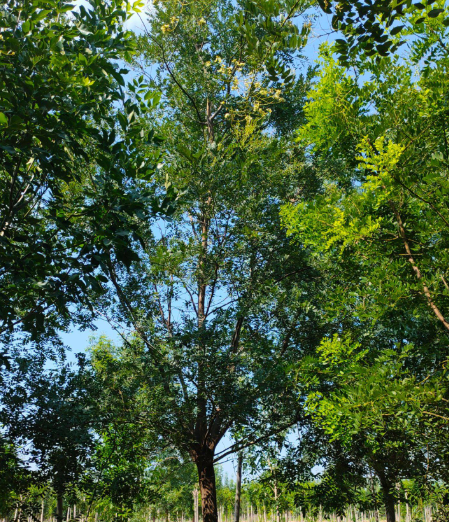 槐树栽在哪个方位好