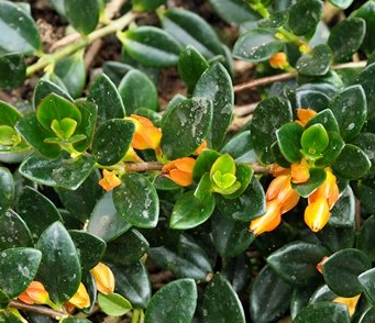 袋鼠花怎么养才能更旺盛