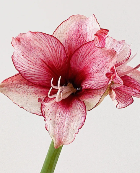 朱顶红剪叶子多长时间开花