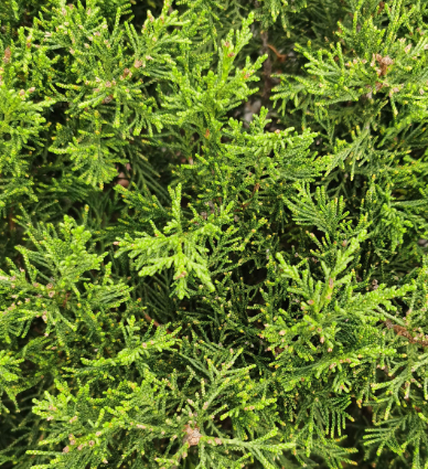 柏树盆景换盆用什么土比较好