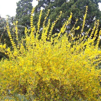 连翘树公母的区别