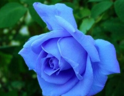 蓝色阴雨一年开几次花