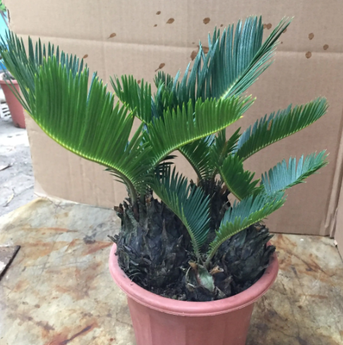 小铁树的养殖方法和注意事项