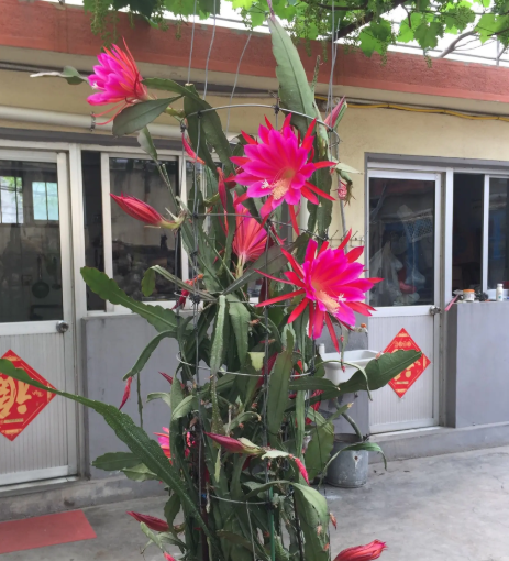 令箭荷花用多大口径的盆最好