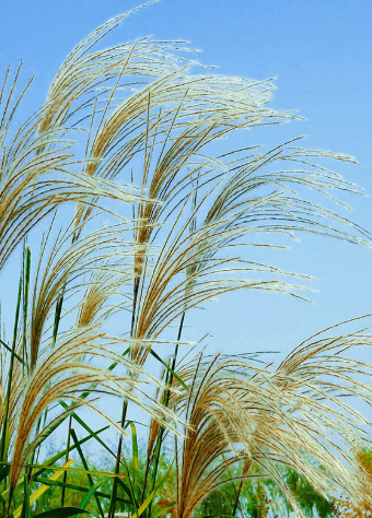 家里可以放芦苇花吗