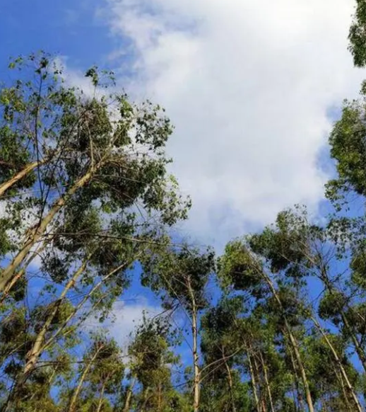 桉树生长在什么地方