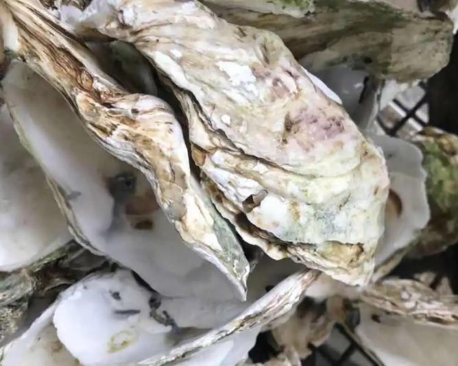 牡蛎壳如何处理才能养花