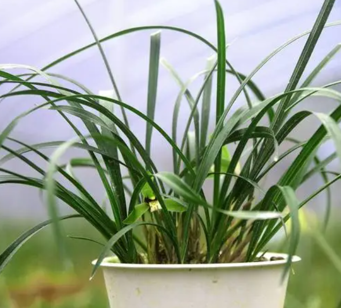 兰花用什么水浇最好