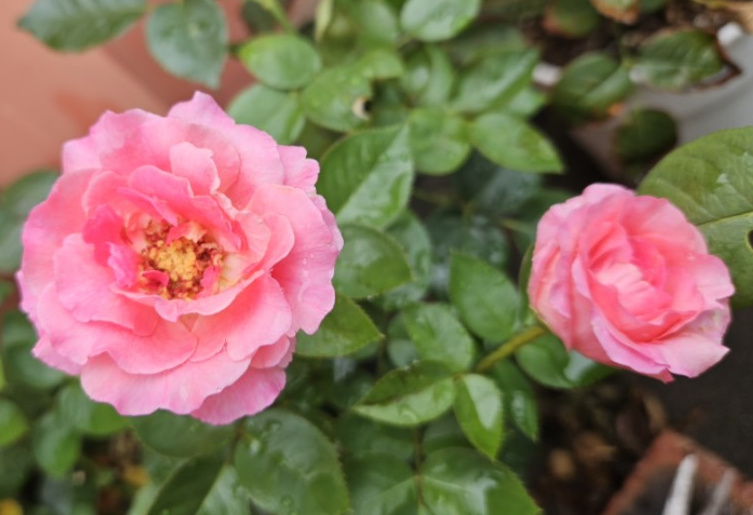 特拉方特月季复花快吗