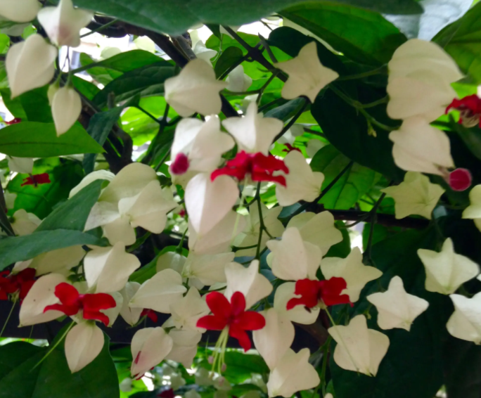 龙吐珠开花时的形态特征