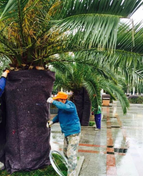 铁树冬天在室外怎样包