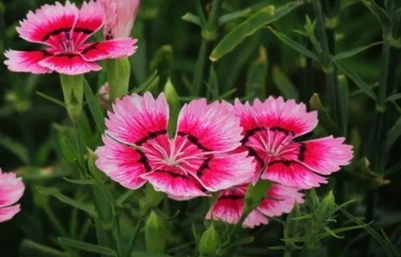 石竹花怎么浇水最好