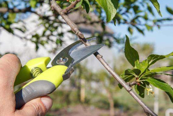 李子树什么时候剪枝好?怎么剪