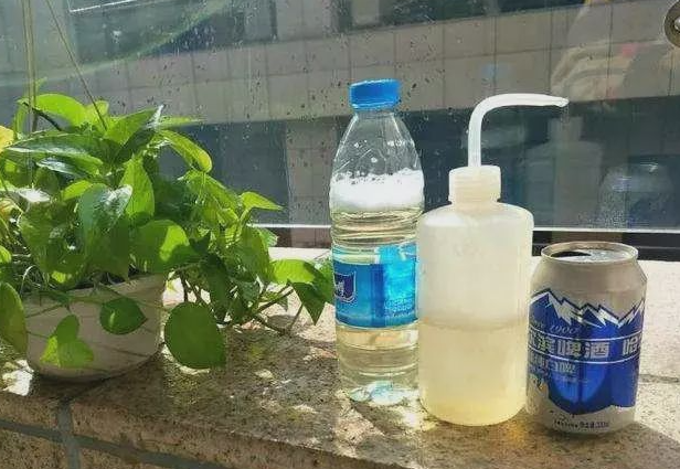 啤酒加水浇花比例