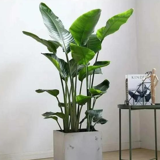 天堂鸟花盆下面积水