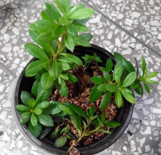 冬天可以扦插杜鹃花吗