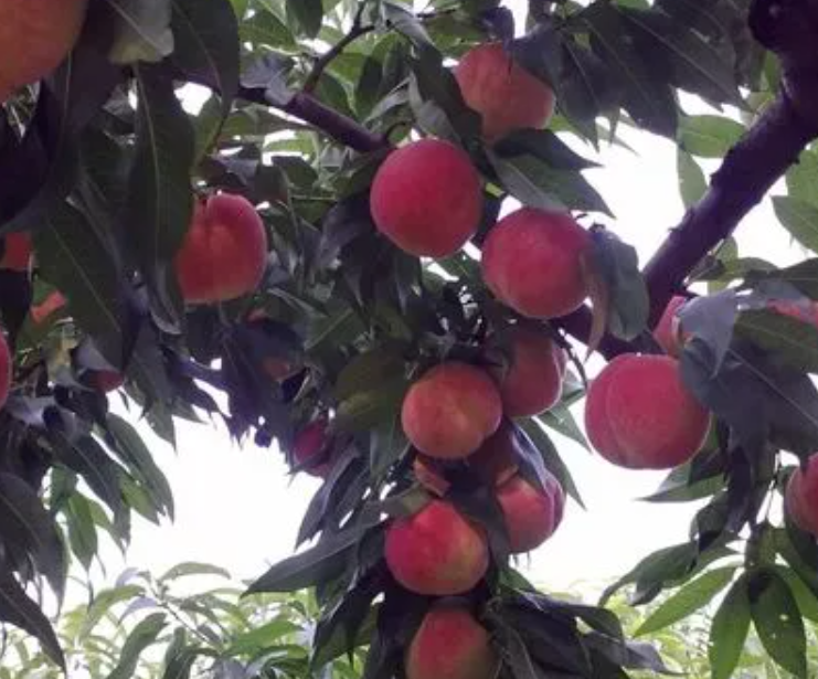 桃树的产量和收入是多少