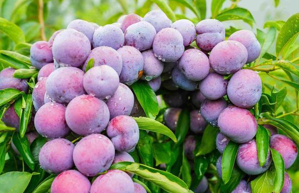 李子树适合在哪里种植