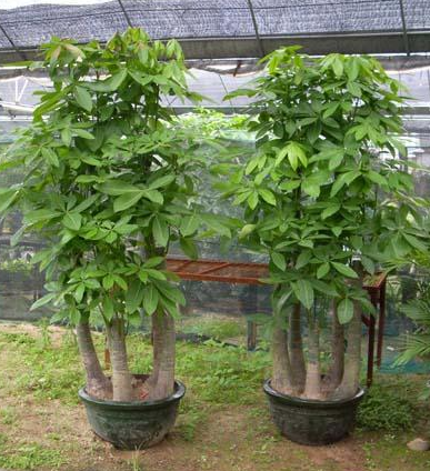 发财树价格一般在多少钱