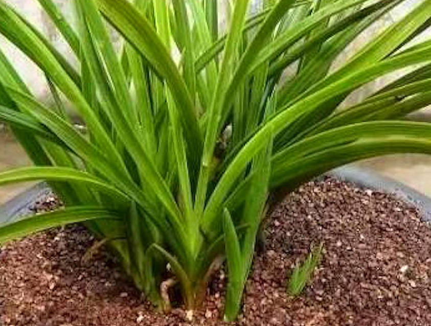 兰花上盆多久可以施肥