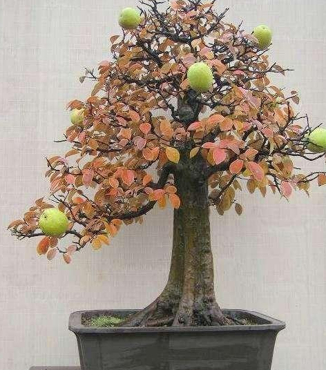 木瓜树的盆景修剪技术