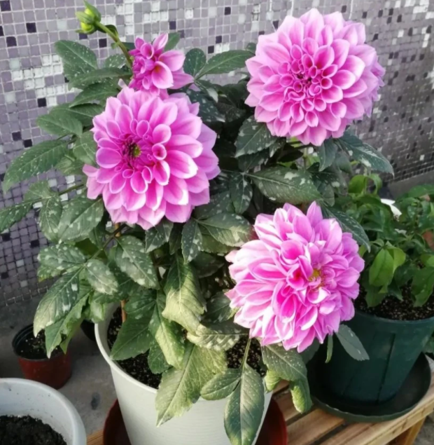 盆栽小丽花冬天怎么养