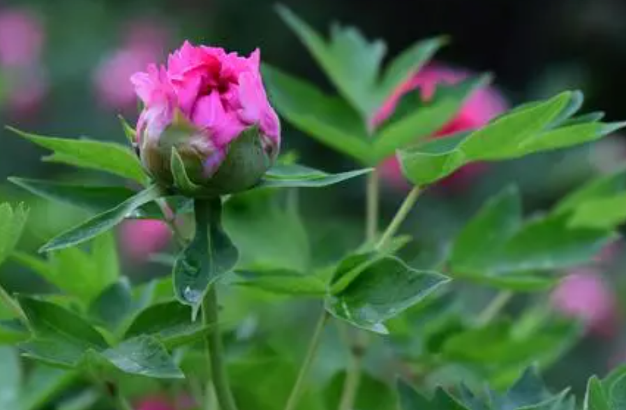 牡丹花的叶子长什么样