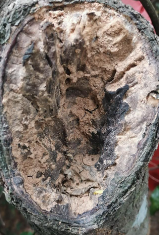 沉香几年的树龄可以结香