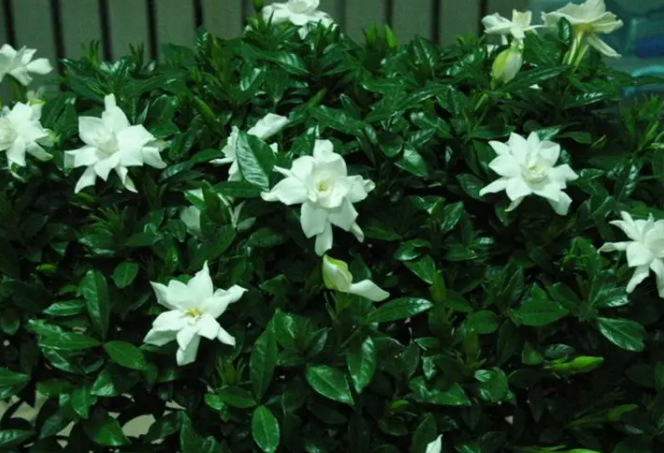 栀子花结种子吗