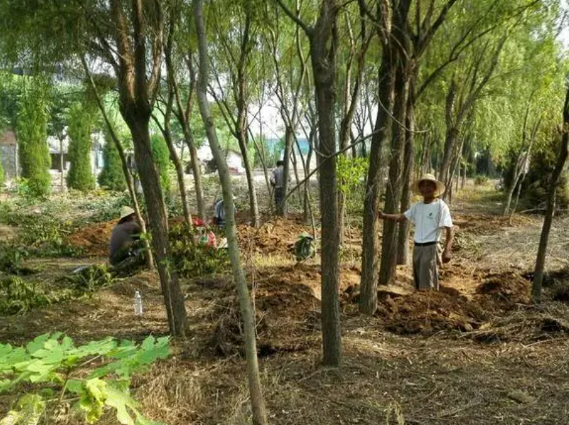 柳树什么时候移栽最好