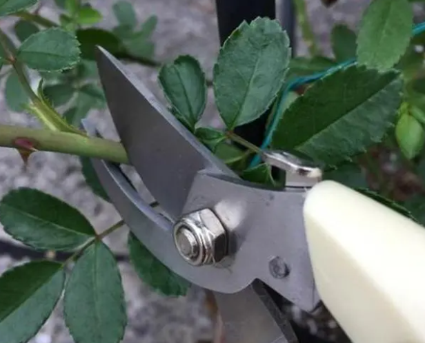 月季花修剪方法