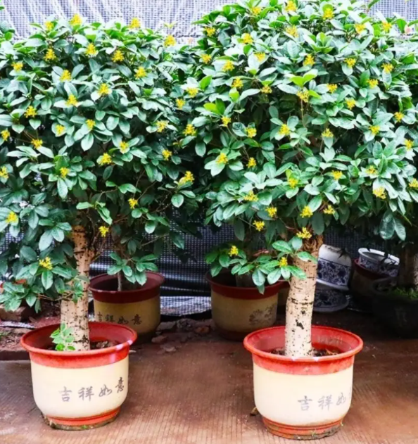 盆栽桂花树好养吗