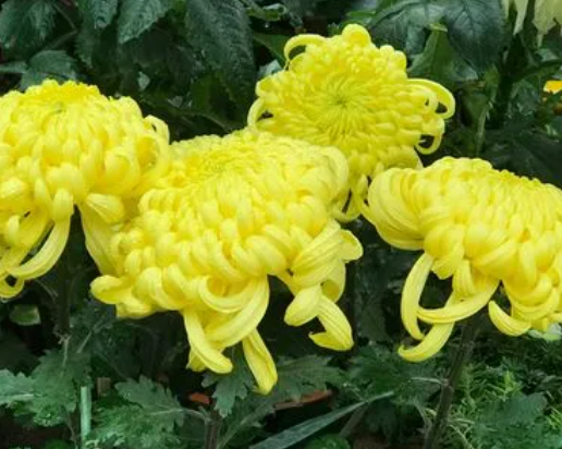 菊花属于什么季节