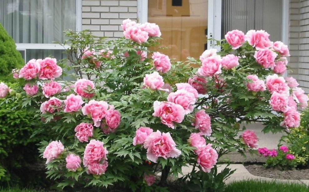 广东适合种牡丹花吗