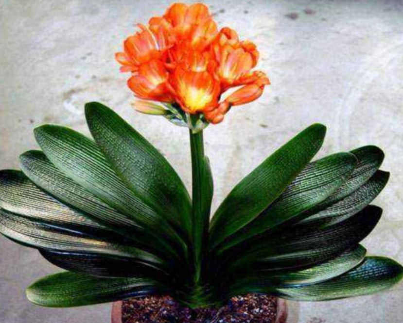 君子兰几个叶才能开始开花