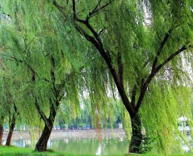 柳树什么时间能剪头