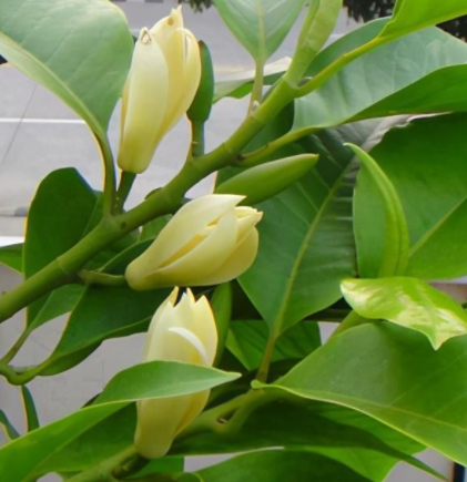 黄桷兰一年开几次花